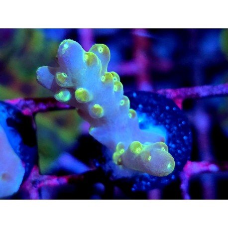 WWC LORIPES RAINBOW