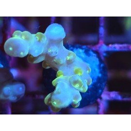 WWC LORIPES RAINBOW
