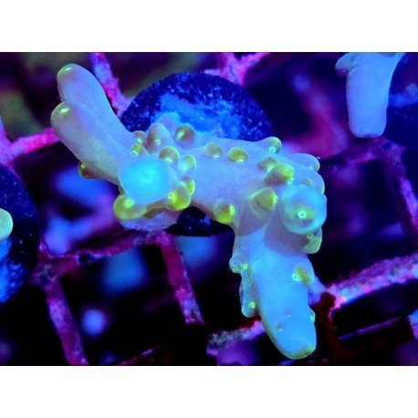WWC LORIPES RAINBOW