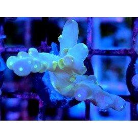 WWC LORIPES RAINBOW