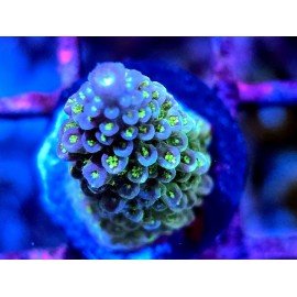 WWC BUBBLEBATH UNICORN ACRO