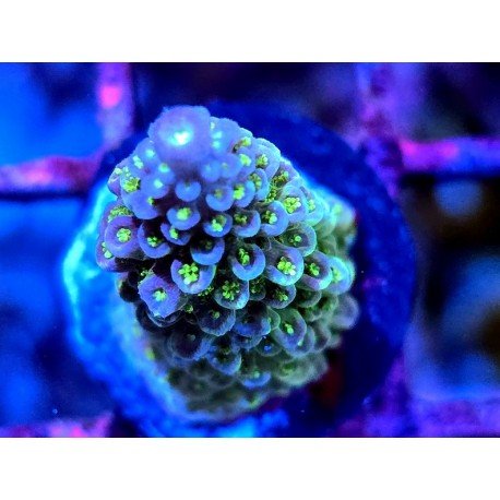 WWC BUBBLEBATH UNICORN ACRO