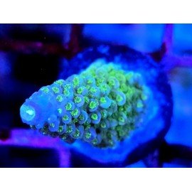 WWC BUBBLEBATH UNICORN ACRO