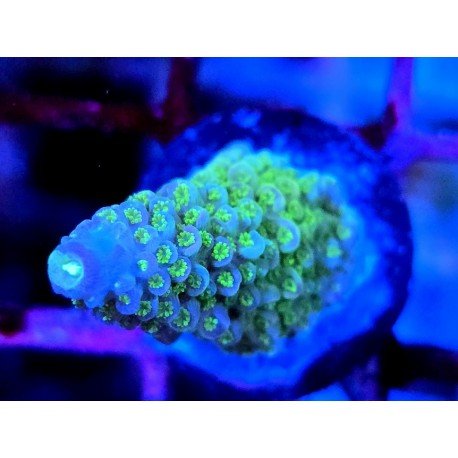 WWC BUBBLEBATH UNICORN ACRO
