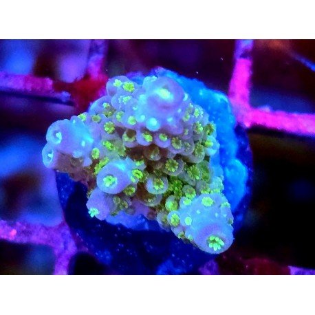 WWC BUBBLEBATH UNICORN ACRO