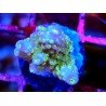WWC BUBBLEBATH UNICORN ACRO
