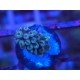 FORMOSA BLUE SPACE