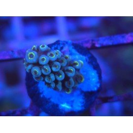 FORMOSA BLUE SPACE