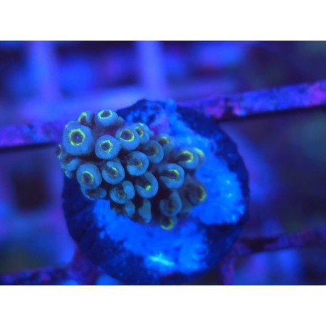 FORMOSA BLUE SPACE