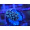 FORMOSA BLUE SPACE