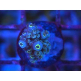 FORMOSA BLUE SPACE