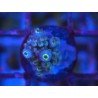 FORMOSA BLUE SPACE