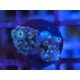 FORMOSA BLUE SPACE