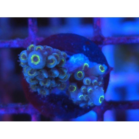 FORMOSA BLUE SPACE