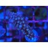 FORMOSA BLUE SPACE