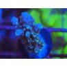 FORMOSA BLUE SPACE