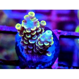 WWC WOLVERINE ACRO