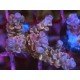 WALT DISNEY ACRO