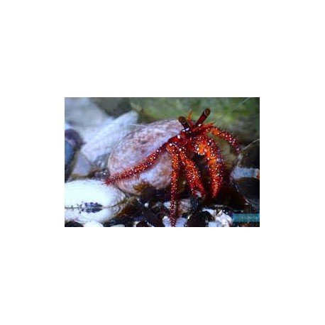 DARDANUS MEJISTOS