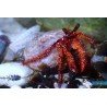 DARDANUS MEGISTOS