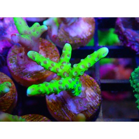 ANACROPORA GREEN GOBLING