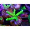 ANACROPORA GREEN GOBLING
