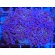 PURPLE BONSAI PARANCORA COLONY