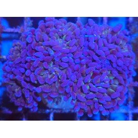 PURPLE BONSAI PARANCORA COLONY