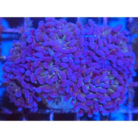 PURPLE BONSAI PARANCORA COLONY
