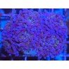 PURPLE BONSAI PARANCORA COLONY