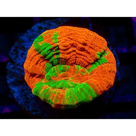SCOLYMIA REVERSE BLEDDING APPLE