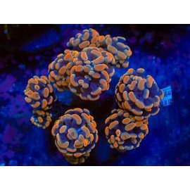 ORANGE SOLID PARANCORA 1 HEAD