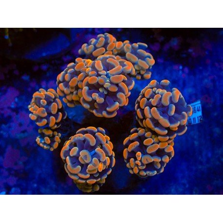 ORANGE SOLID PARANCORA 2 HEAD