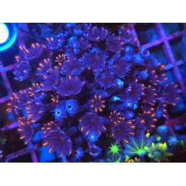 PAPAYA RAINBOW GRADE XL 