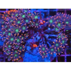 PAPAYA RAINBOW GRADE XL 