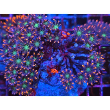 PAPAYA RAINBOW GRADE XL 