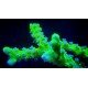 ANACROPORA GREEN GOBLIN