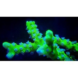 ANACROPORA GREEN GOBLIN