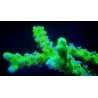 ANACROPORA GREEN GOBLIN FRAG