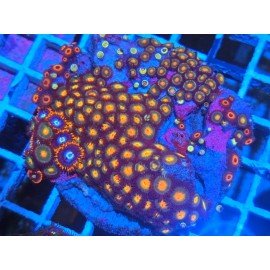 PIEZA ZOANTHUS PREMIUM XL 