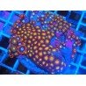 PIEZA ZOANTHUS PREMIUM XL 