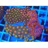 PIEZA ZOANTHUS PREMIUM XL 