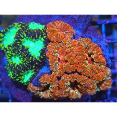 BLASTOMUSSA WELLSI RAINBOW COMBO XL 