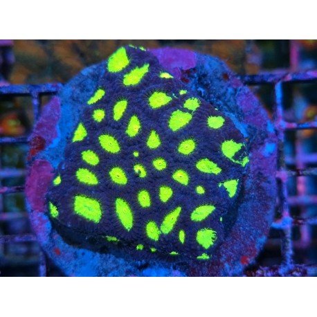 DRAGON EYE FAVIA L