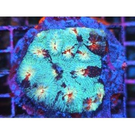 FAVIA CHERRY BLOSSOM L