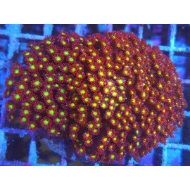 GONIOPORA MINOR MICKEY MOUSE XXL 