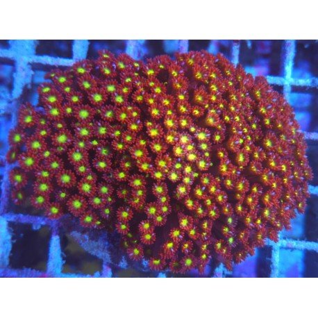GONIOPORA MINOR MICKEY MOUSE XXL 