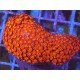 GONIOPORA RED INFERNO XL
