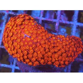 GONIOPORA RED INFERNO XL