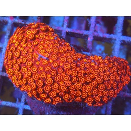 GONIOPORA RED INFERNO XL